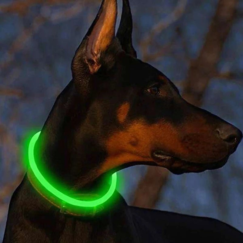 LED Hundehalsband - Sichere Spaziergänge im Dunkeln / USB - wiederaufladbar & wasserfest - PetGlow