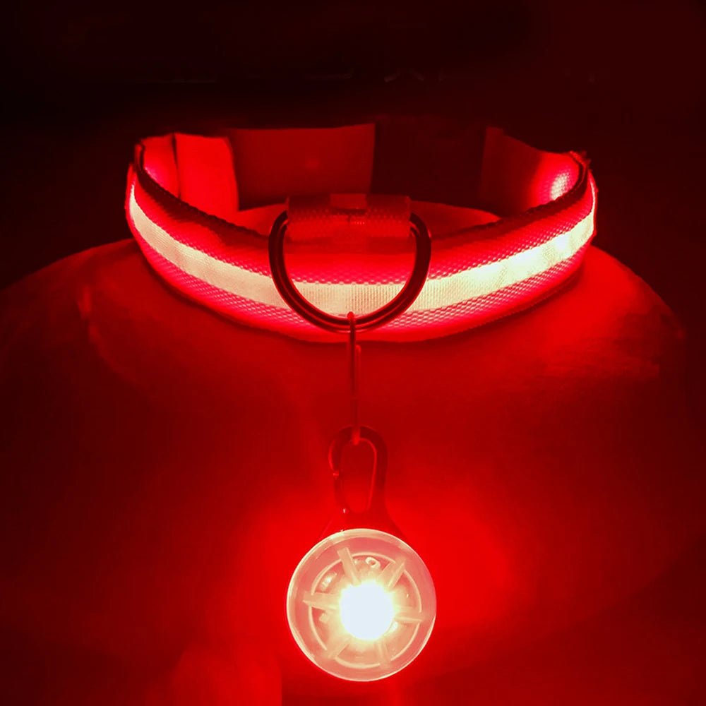 LED - Hundehalsband - Wiederaufladbare & Sicher Petglow - PetGlow